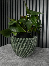 Jungle Green