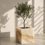 Olive Grove Planter